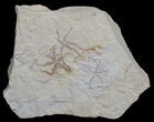 Multiple Brittle Star Plate - Solnhofen Limestone #6139-1